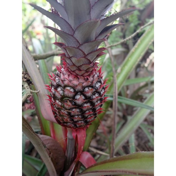 

nanas muda merah segar langsung petik