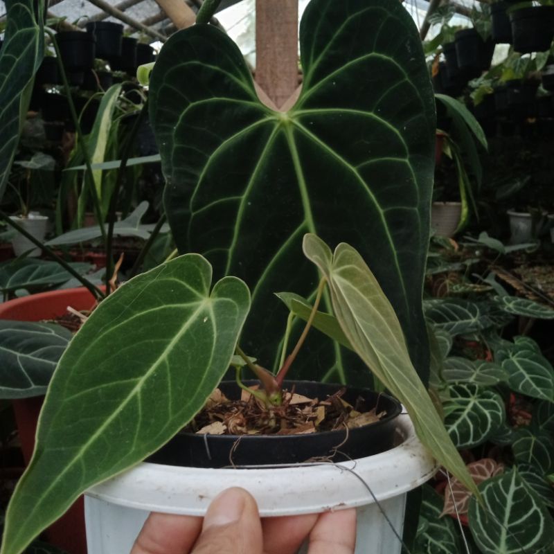 dark mama oryginal ( hijau)