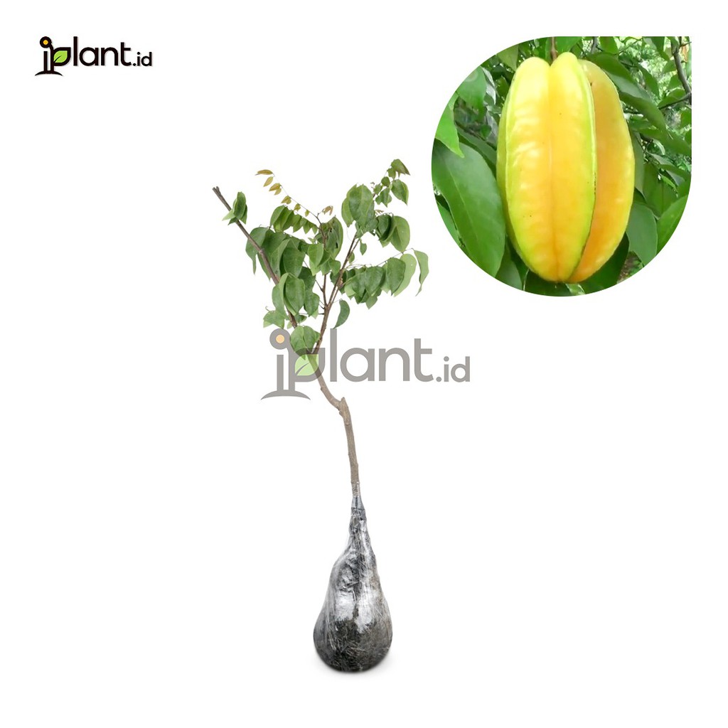 Belimbing Madu