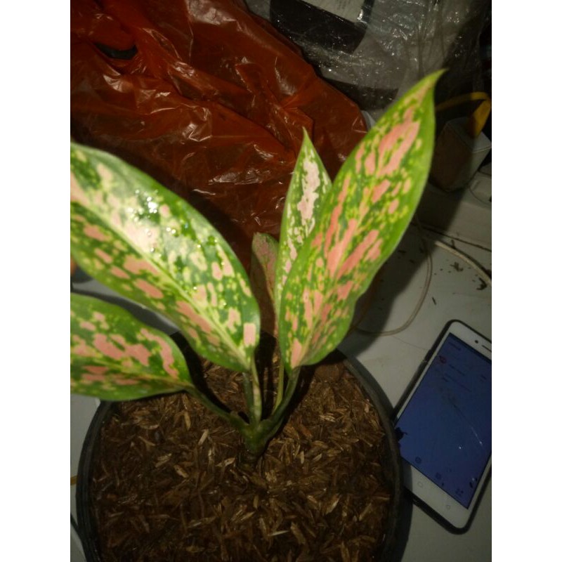 Tanaman hias aglonema ruby pink-aglonema ruby pink-aglonema ruby rubi pink-aglonema rubi-rubi pink