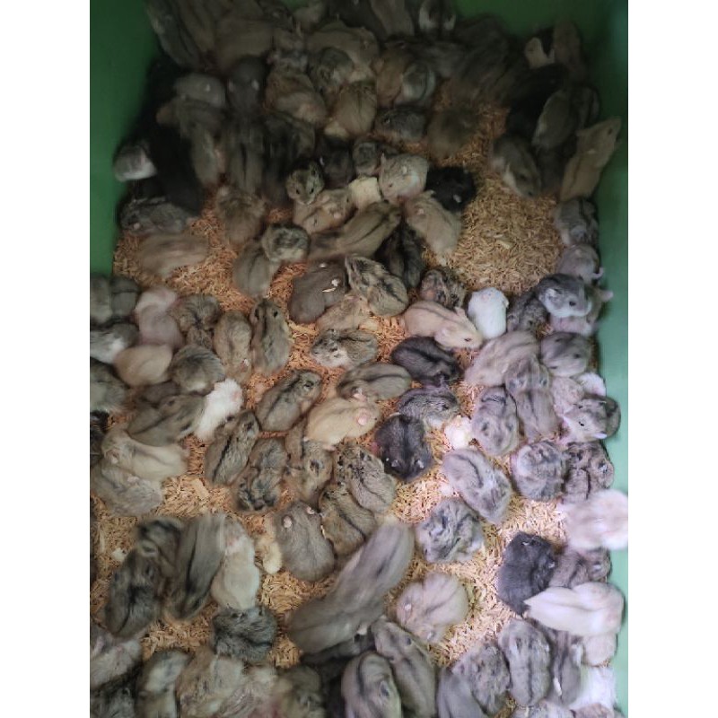 hamster Campbell /cambel polos