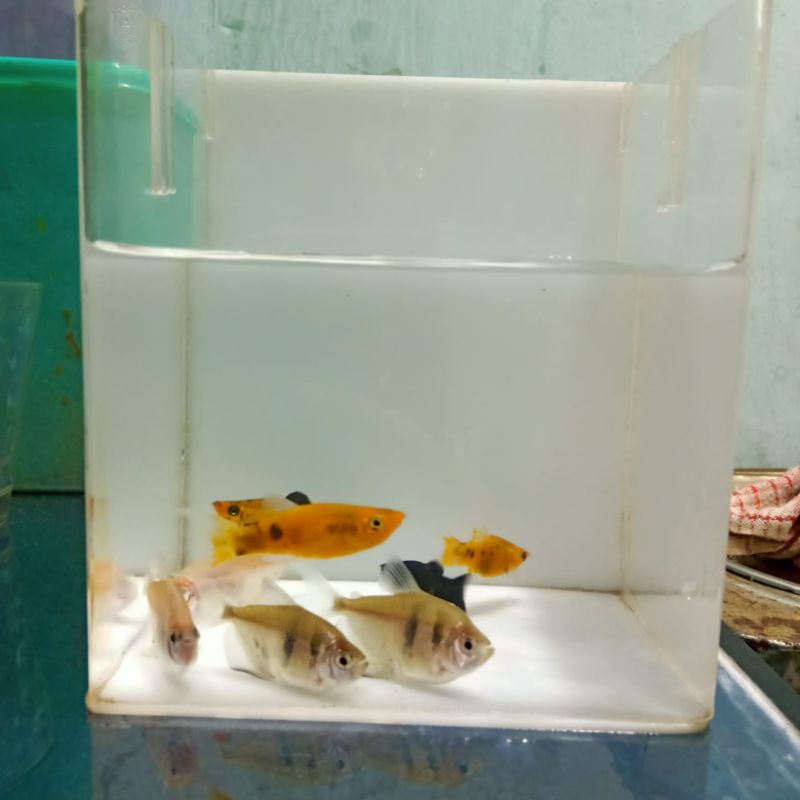 paket ikan hias aquascape