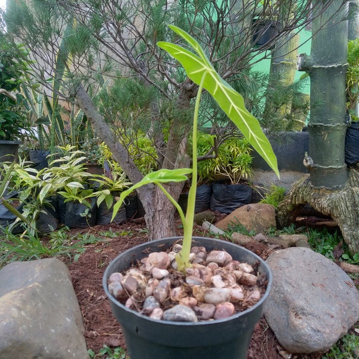 Tanaman hias indoor - keladi neon - alocasia serenity glow