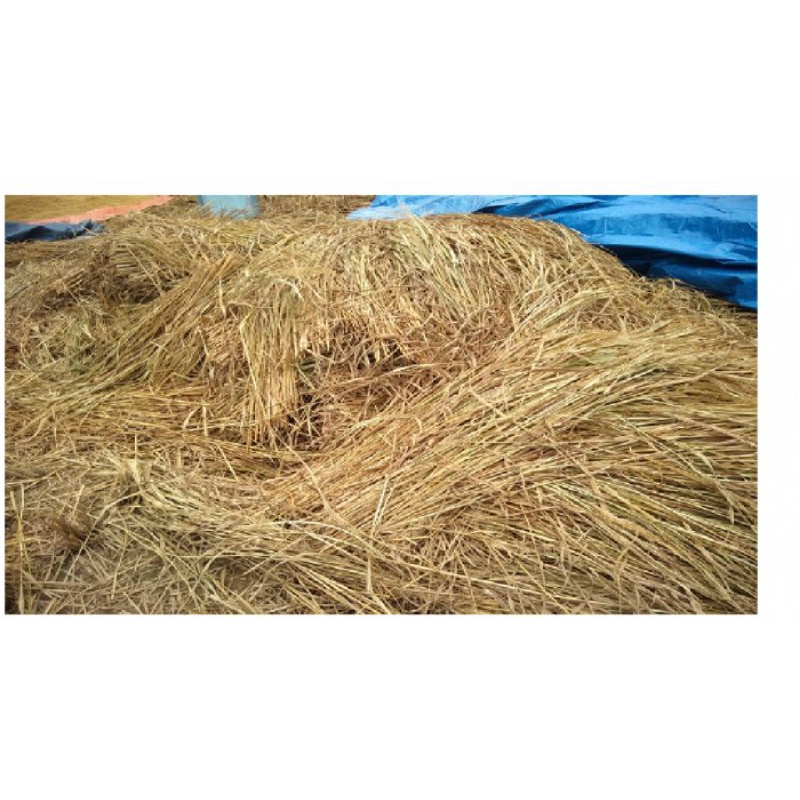 Jerami Padi 1kg Jerami Padi Kering