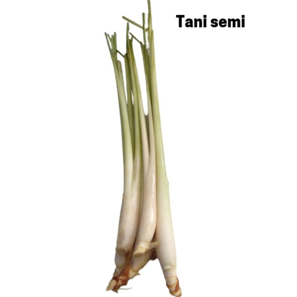 

Sereh Fresh kemasan 100g, 250g dan 500g
