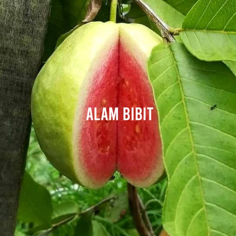 BIBIT JAMBU GETAS MERAH OKULASI (COCOK DI TANAM POT)