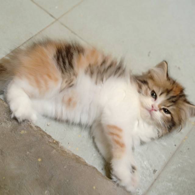 Jual Kucing Persia Calico Cek Harga Di Pricearea Com