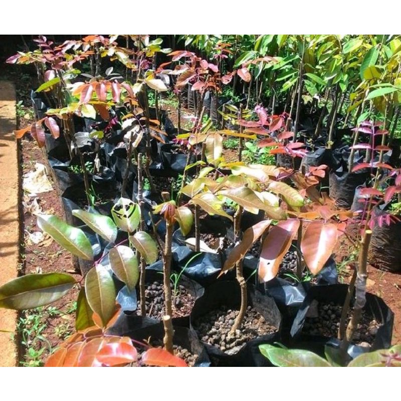 Bibit Kelengkeng Merah, Bisa TABULAMPOT