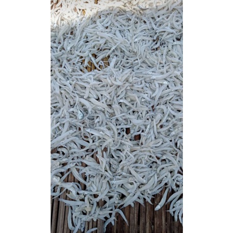 

Teri Medan
