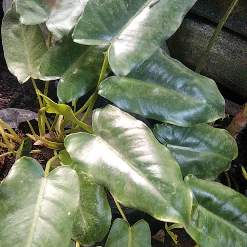PHILODENDRON BURLE MARX