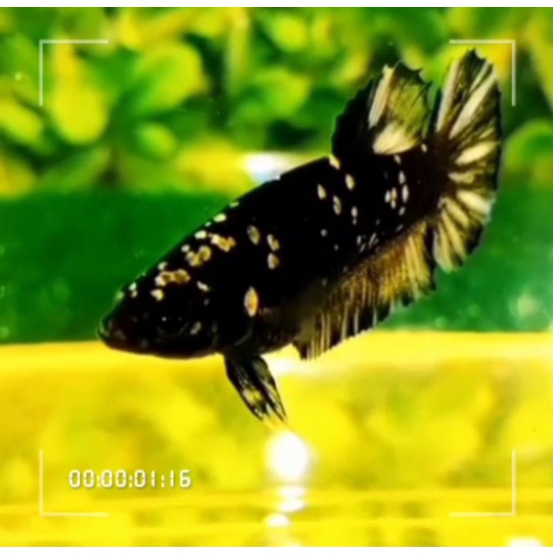 Female Avatar kuncop (yellow copper) Njoss