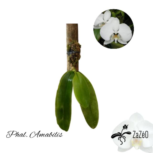 Anggrek Phalaenopsis Amabilis