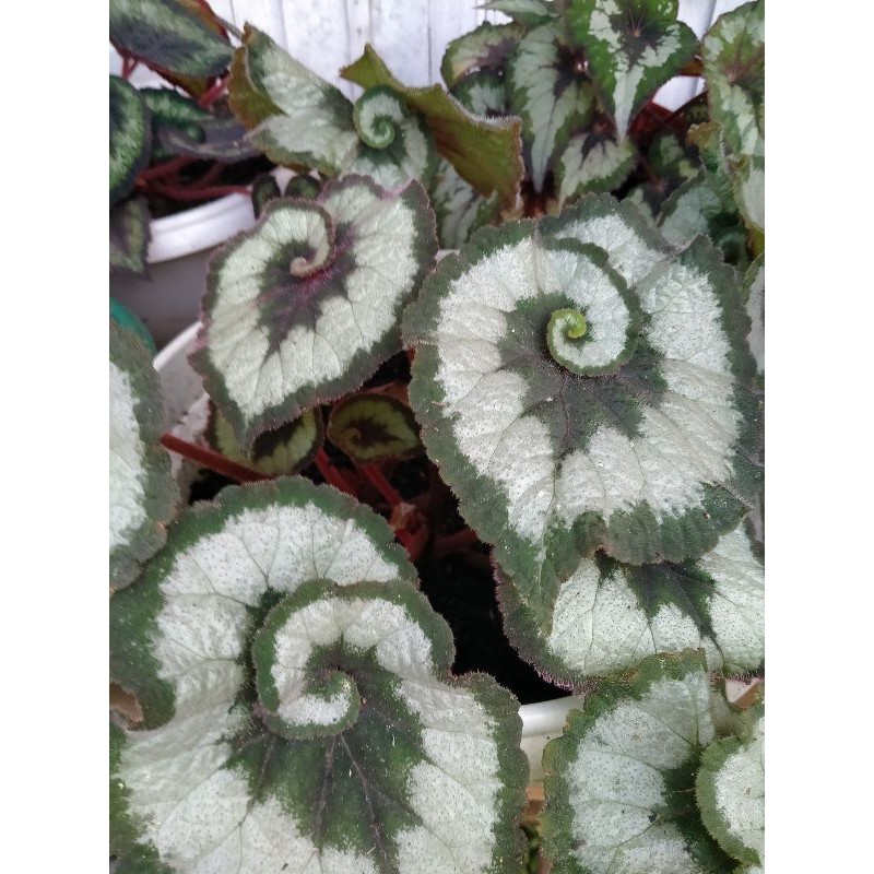 Bunga Begonia Keong Hijau
