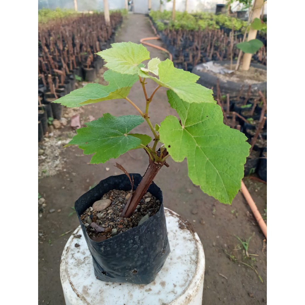 Benih/Bibit Anggur Isabella