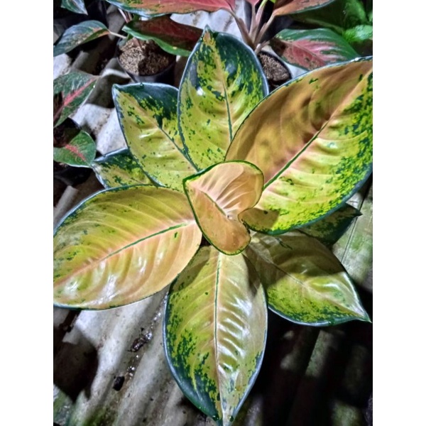 aglaonema Sultan Brunei