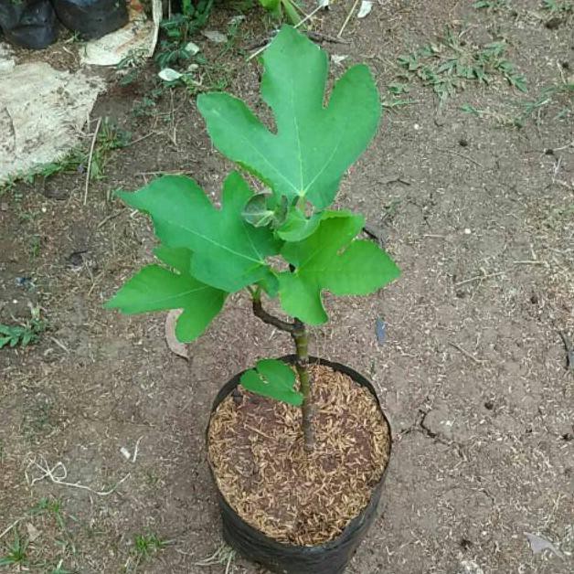 r3brn bibit tanaman buah tin merh-bibit pohon tin merah kqd