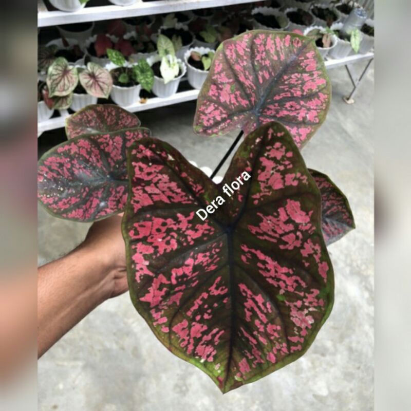 tanaman hias umbi caladium gren luck choco keladi thailand keladi hias