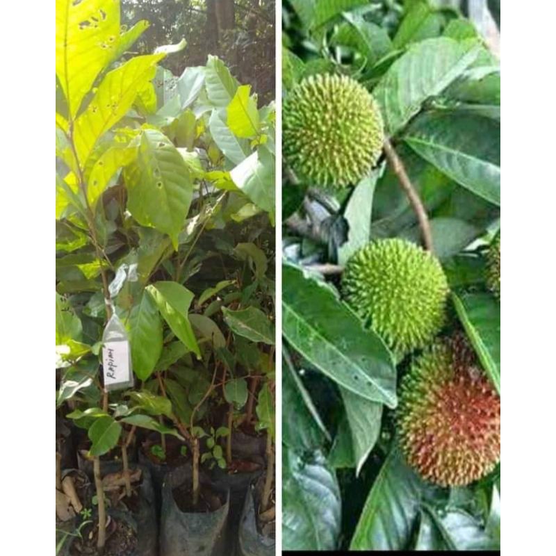 

rambutan