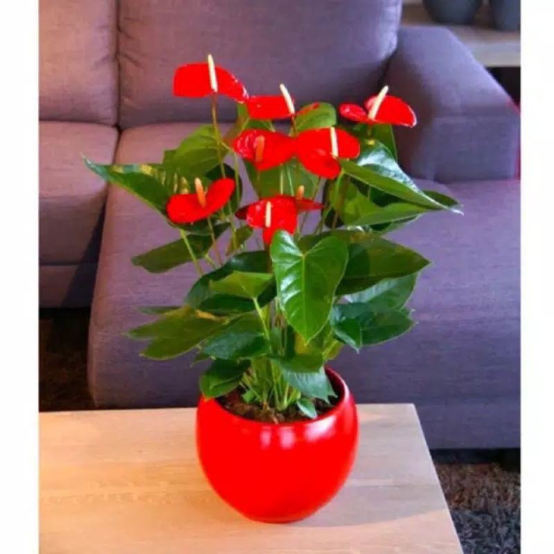 Anthurium Mickey mouse mini / Mickey mouse Lokal