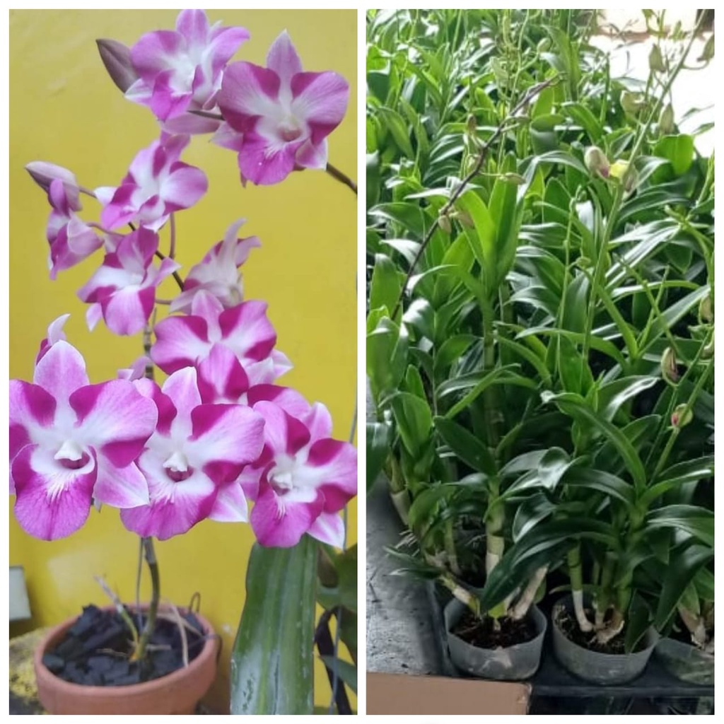 Anggrek dendrobium king dragon