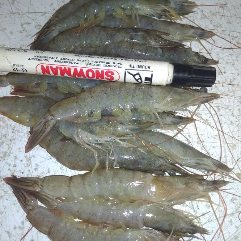 

udang kulit bsr termurah