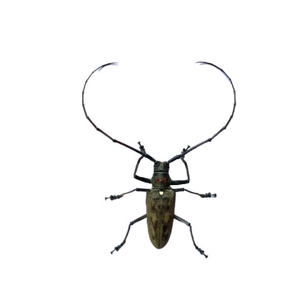 awetan kumbang tanduk panjang/ cerambycidae