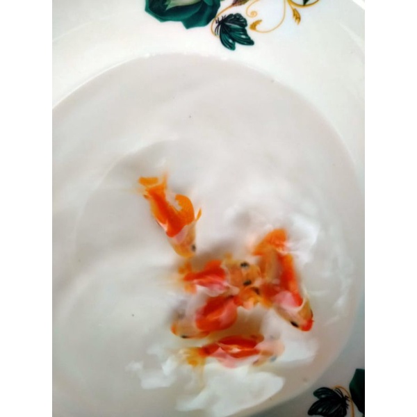 koki Oranda merah putih