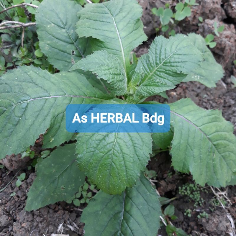 

Daun Sintrong Segar 1 Kg petik langsung-az