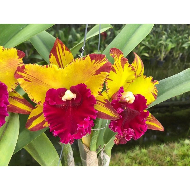 Anggrek Cattleya Mutasi Kuning