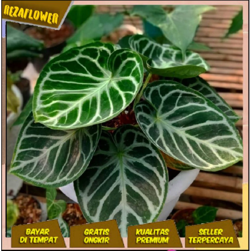 ANTURIUM KUPING GAJAH DORAYAKI MANGKOK BIBIT BONGOL