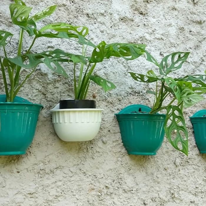 Tanaman Janda Bolong (Daun bolong)