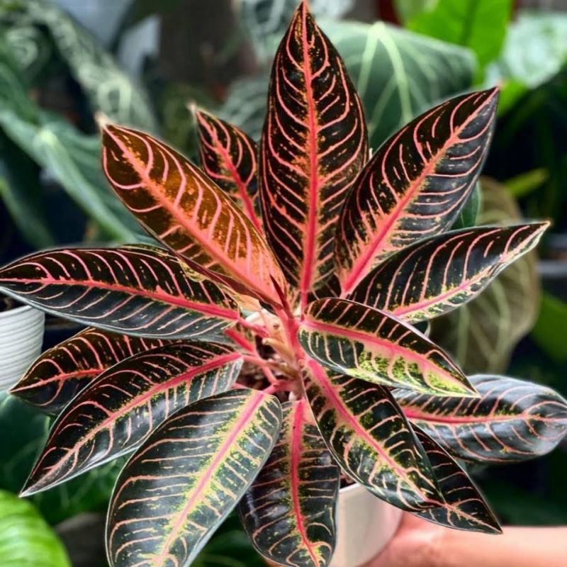 Bibit/anakan aglonema red sumatra