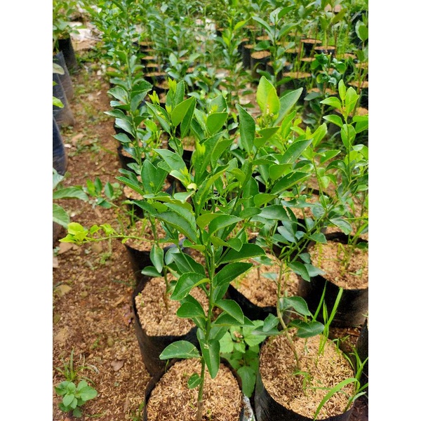 Bibit pohon jeruk limau/limo sudah berbuah/berbuah