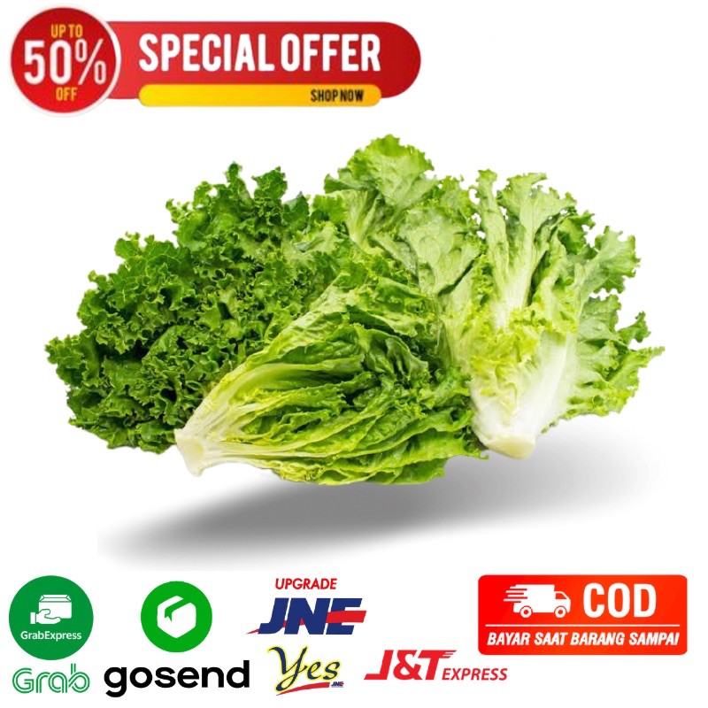

selada keriting / selada bokor Super 250 gr pengiriman instant sayuran segar sayur organik bandung
