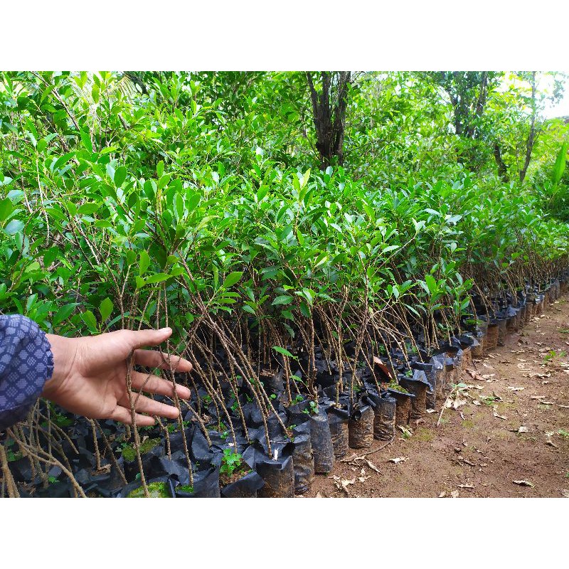 Bibit bonsai beringin kimeng / ficus kimeng