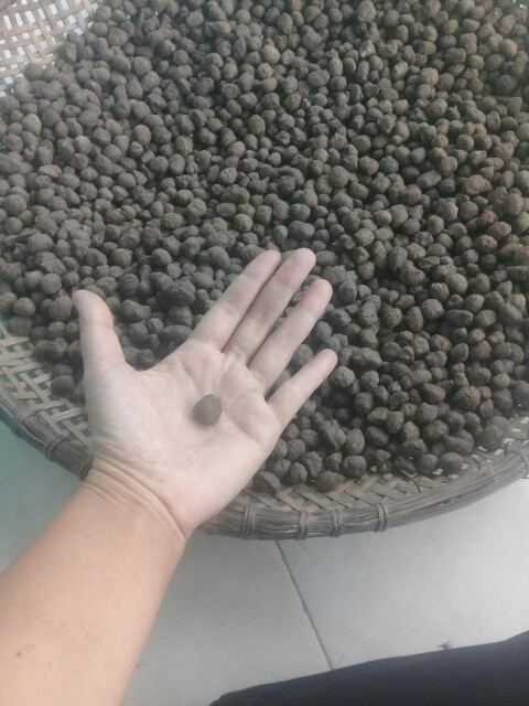 Bibit Porang Dorman | Katak Super Mini 700/ Biji