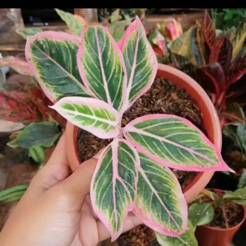 PROMO AGLONEMA LIPSTIK PINK KLASIK/LIPSTIK PUDING // BUNGA HIAS AGLONEMA // TANAMAN HIDUP // BUNGA H