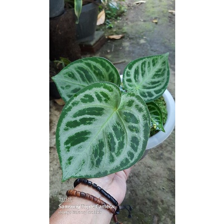 anturium Dorayaki jumbo kuping gajah mangkok bonus anturium jadul mirip bulu ayam