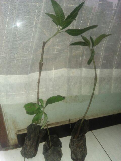 Bibit Alpukat Mentega Jumbo Bibit Benih Tanaman Buah Alpukat Mentega Jumbo