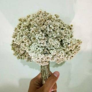 30 Tangkai Bunga Edelweiss Kering Bunga Edelweis 30 Tangkai Bunga Edelweiss Kering Bunga Edelweis