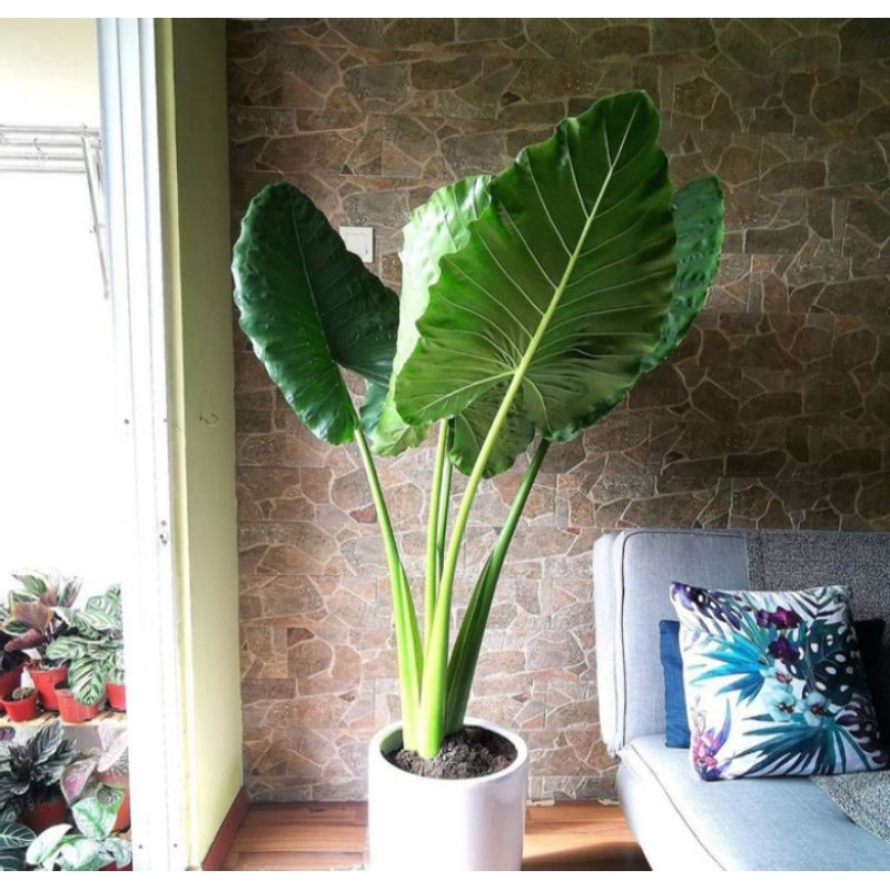 Tanaman hias Sente hijau // Kelady Hijau sente // Tanaman sente cantik