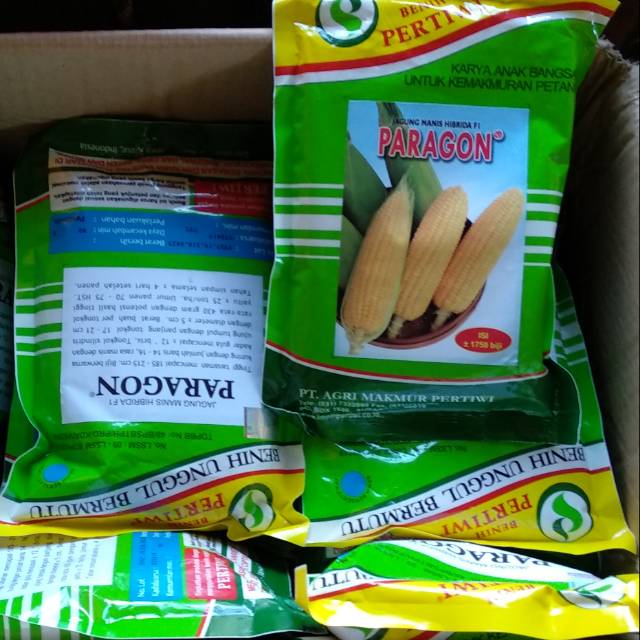Bibit jagung manis Paragon f1
