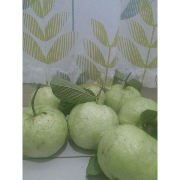 

Jambu Kristal