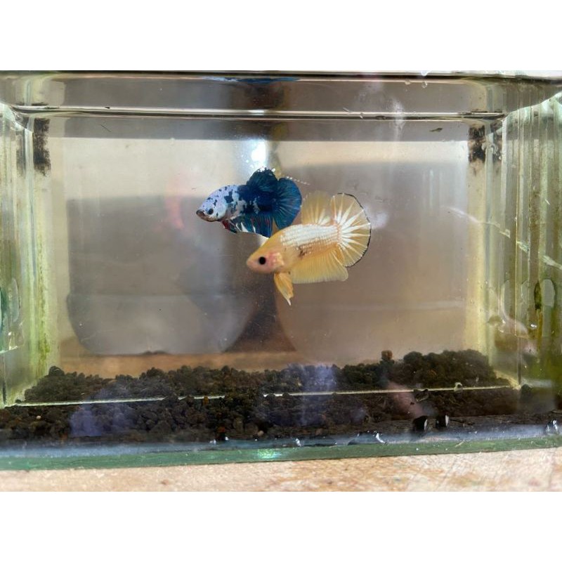 CUPANG MALE SIZE M FCCP YELLOW