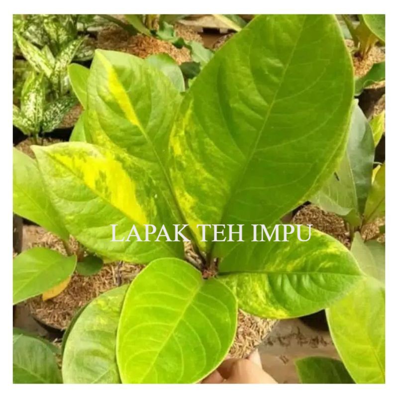 Tanaman Hias Anthurium Jemani Varigata Cobra