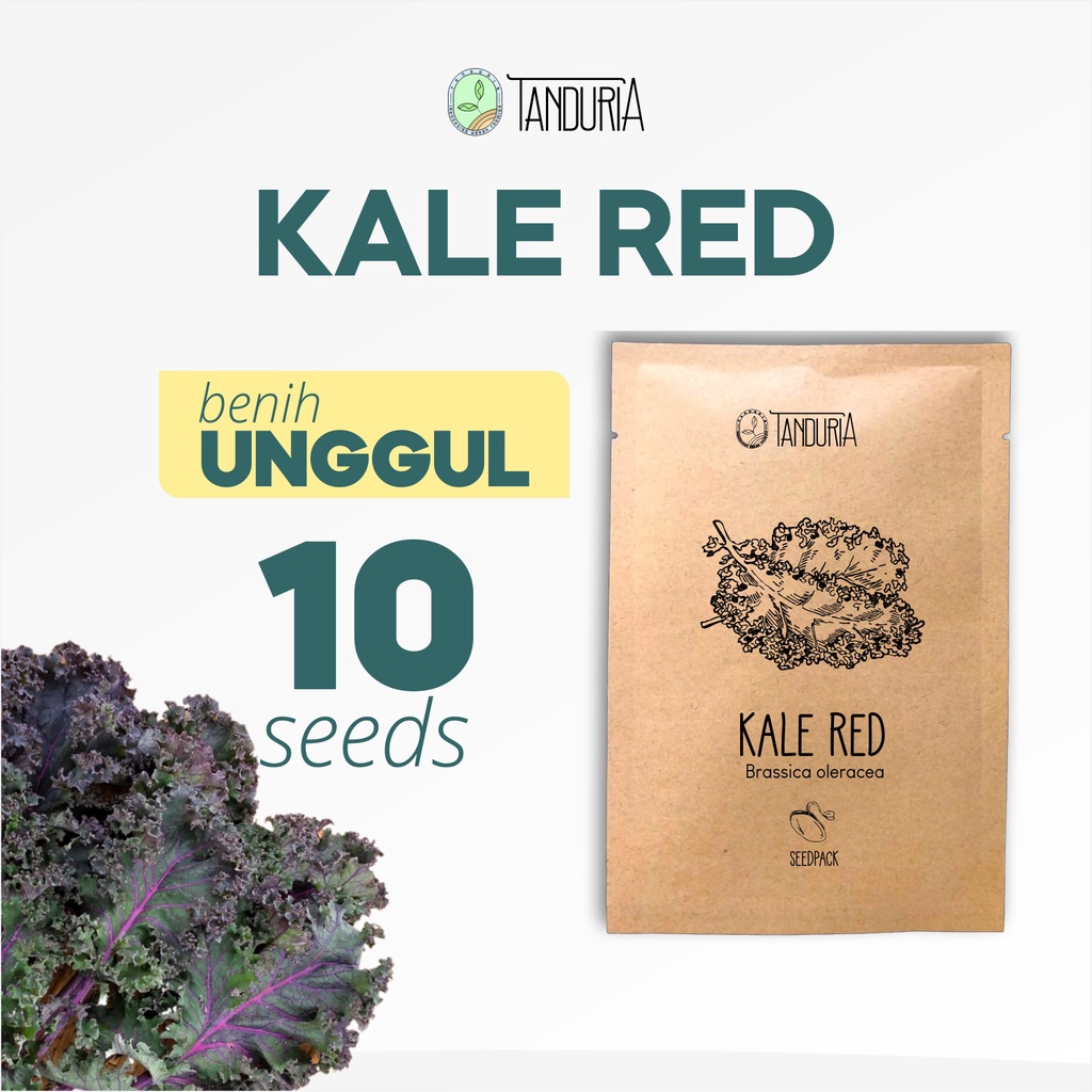 KALE RED RUSSIAN