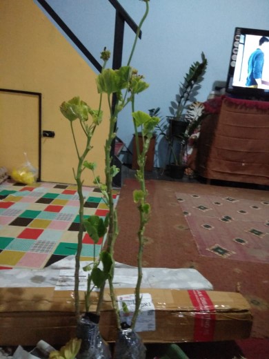 Tanaman Hias Geranium Merah Putih Pink Salem