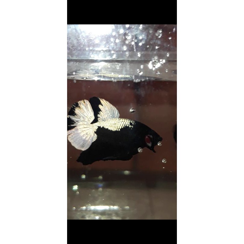 Cupang avatar gold cooper dapat bonus female