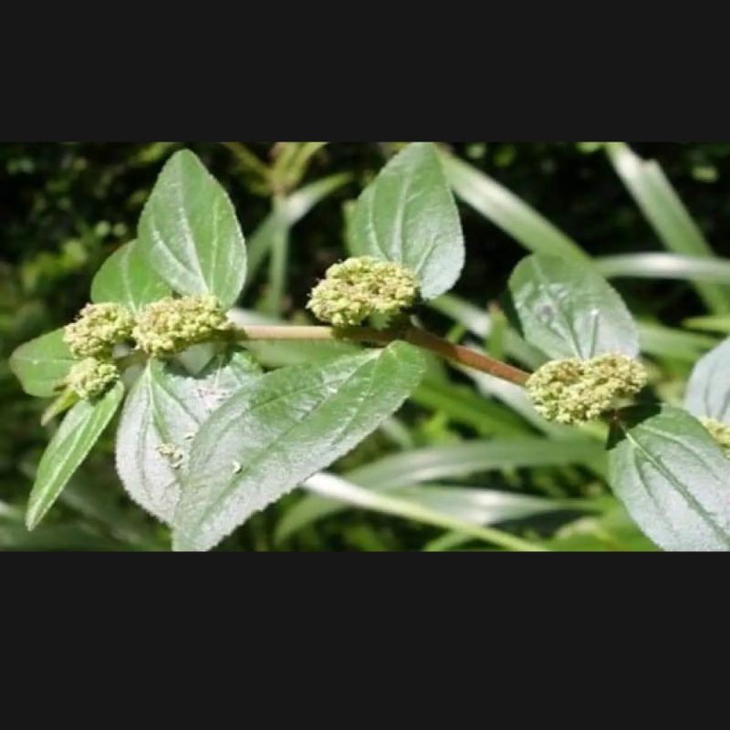 

daun patikan kebo segar 500grm