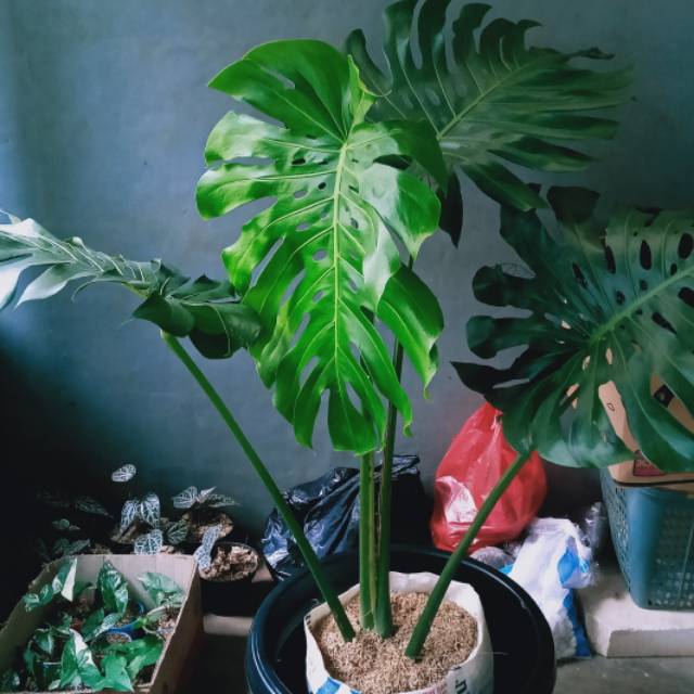 Jual Tanaman Hias Indoor Monstera King Super Besar Monstera Gosend Instan Only Shopee Indonesia